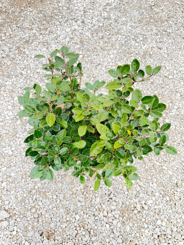 Fruitlandii Elaeagnus - nursery plant available in multiple container sizes