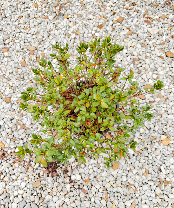 Encore Azalea Autumn Lilac® - nursery plant available in multiple container sizes