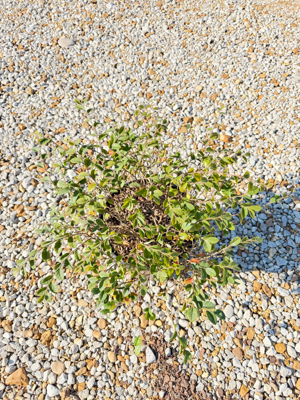 Emerald Snow Loropetalum - nursery plant available in multiple container sizes