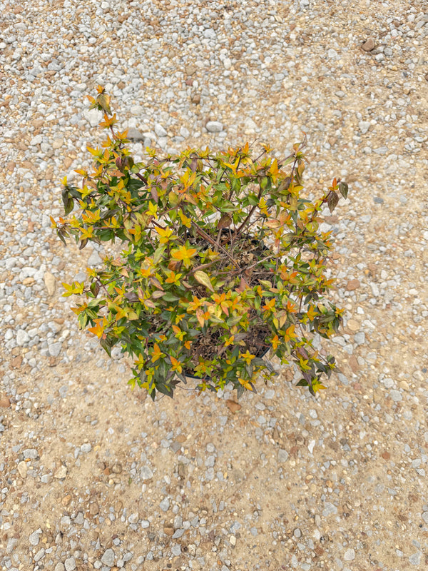 Francis Mason Abelia - nursery plant available in multiple container sizes