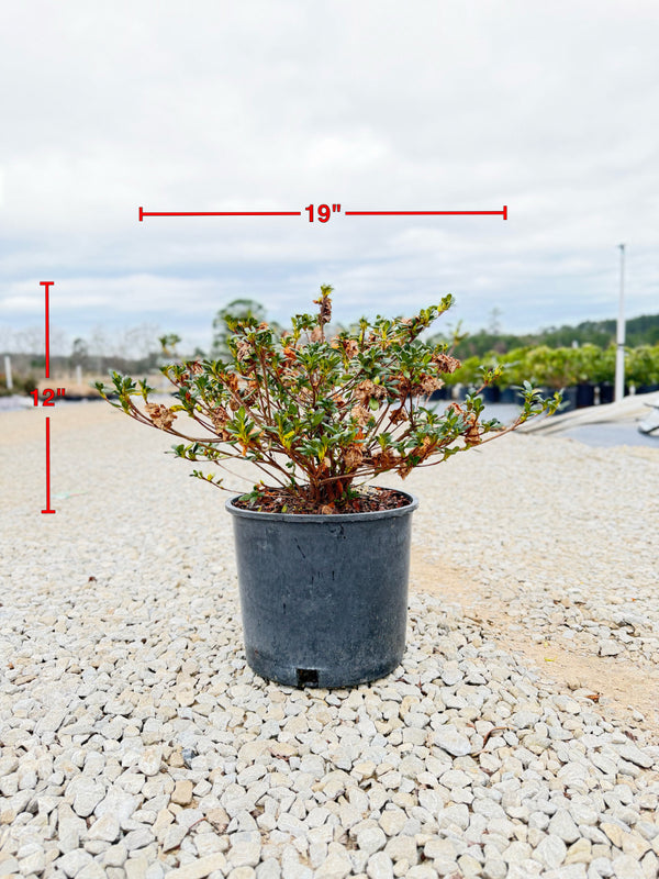Hardy Gardenia - nursery plant available in multiple container sizes