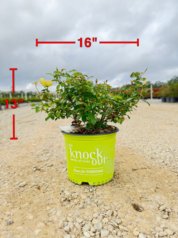 Easy Bee-zy Knock Out Rose - nursery plant available in multiple container sizes