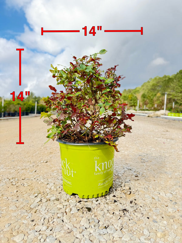 Single Pink Knock Out Rose - nursery plant available in multiple container sizes