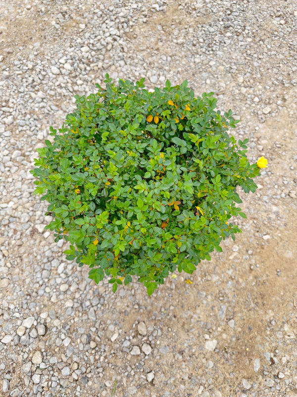 Lemon Drift Rose - nursery plant available in multiple container sizes