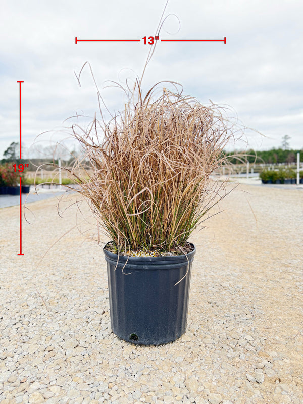 Maiden Grass - nursery plant available in multiple container sizes