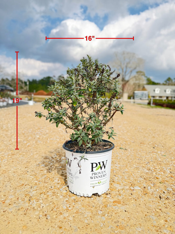 Miss Molly Butterfly Bush - nursery plant available in multiple container sizes