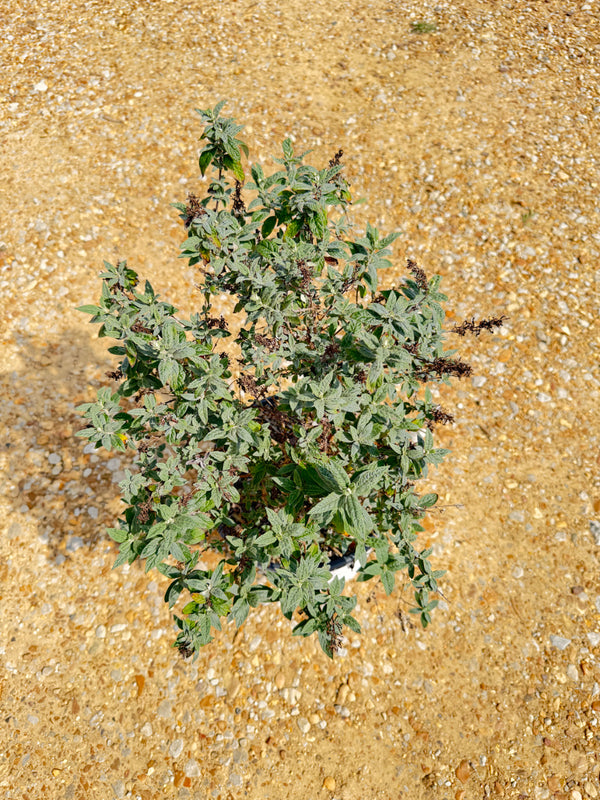 Miss Molly Butterfly Bush - nursery plant available in multiple container sizes