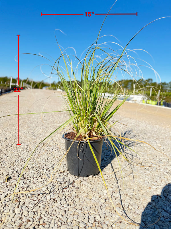 Pampas Grass - nursery plant available in multiple container sizes