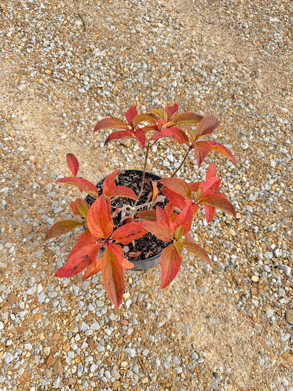 Sweet Starlight Hydrangea - nursery plant available in multiple container sizes