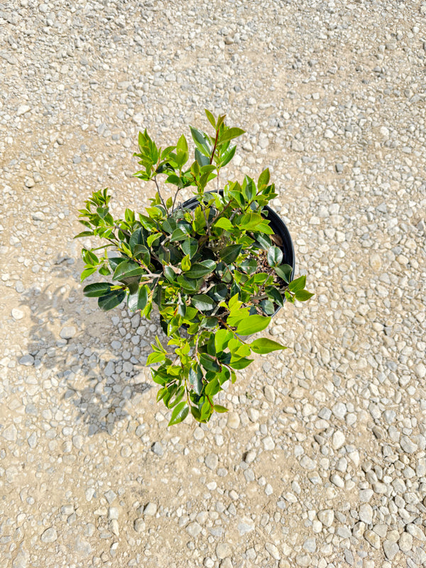 Shi Shi Sasanqua Camellia - nursery plant available in multiple container sizes