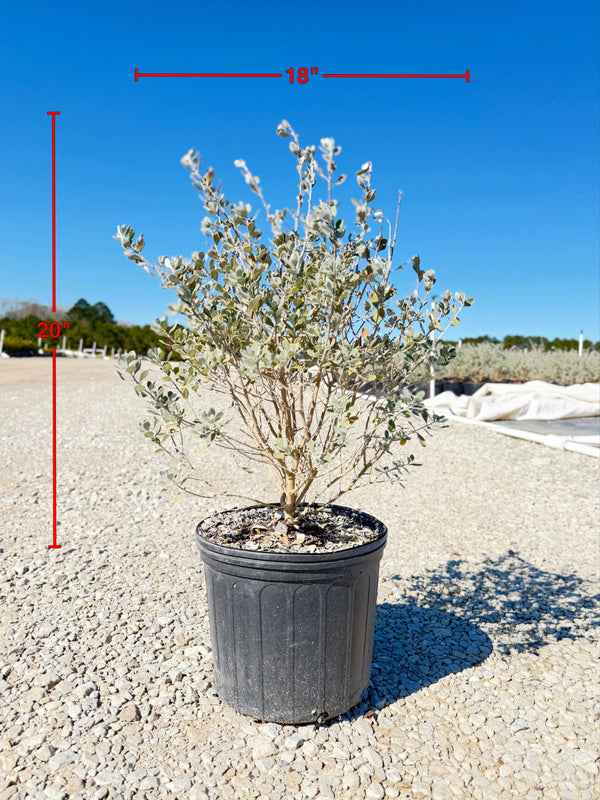 San Antonio Rose Texas Sage - nursery plant available in multiple container sizes