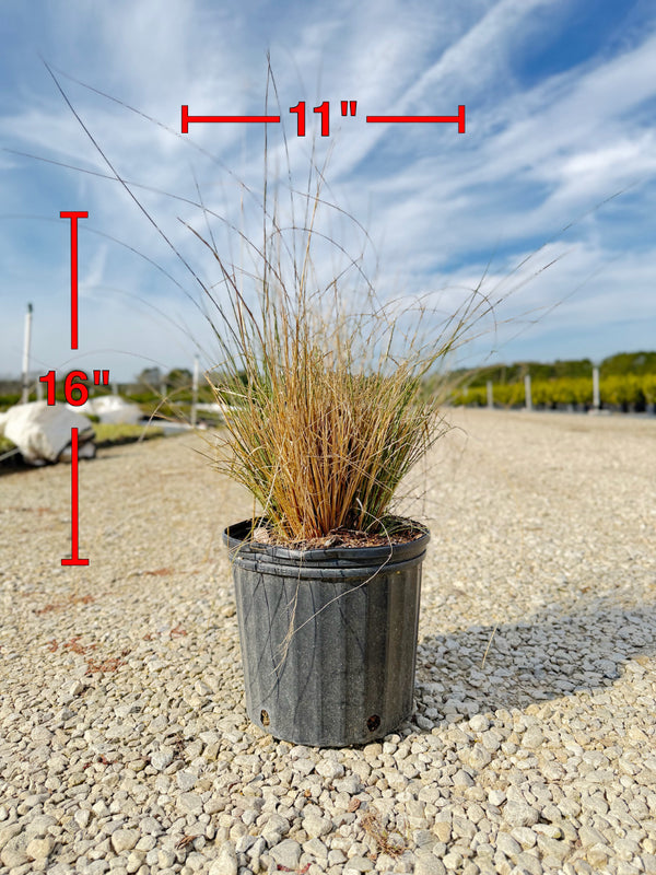 White Cloud Muhly Grass - nursery plant available in multiple container sizes