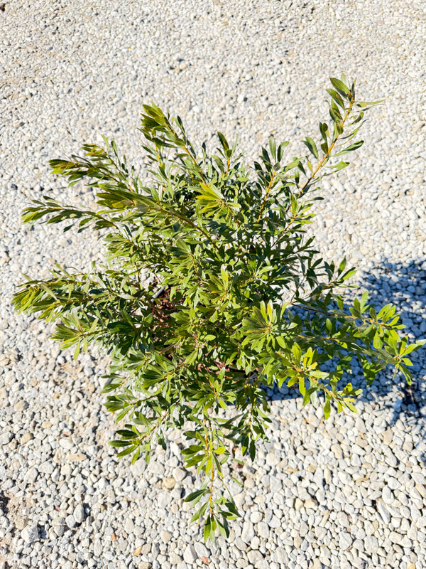 Wax Myrtle - nursery plant available in multiple container sizes
