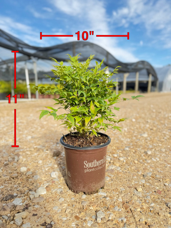 Lemon Lime Nandina™