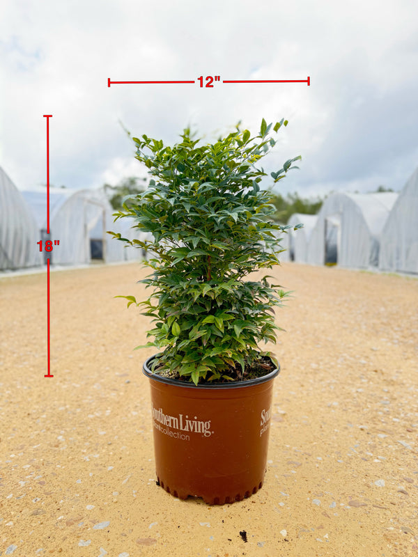Lemon Lime Nandina™