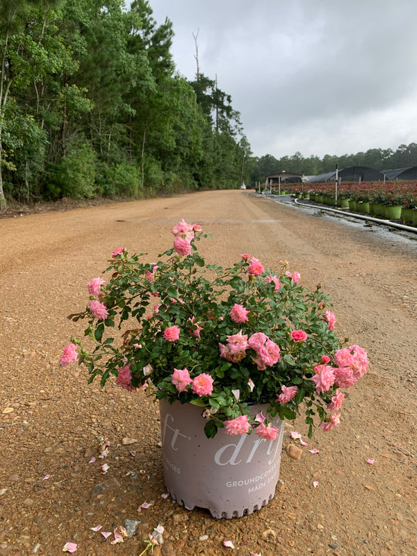 Pink Drift Rose™