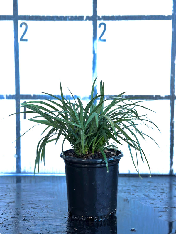 Super Blue Liriope