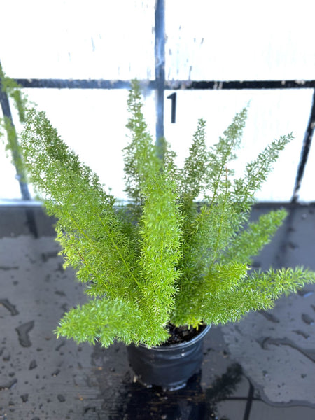 Buy Foxtail Fern, FREE SHIPPING, Wilson Bros Gardens, 3 Gallon Pot for  Sale online