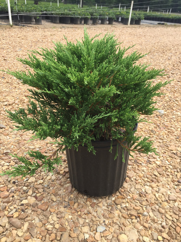 Andorra Juniper Shrub - Michaels Nursery