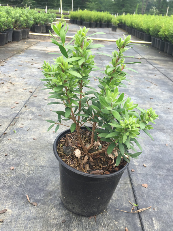 Better John BottleBrush