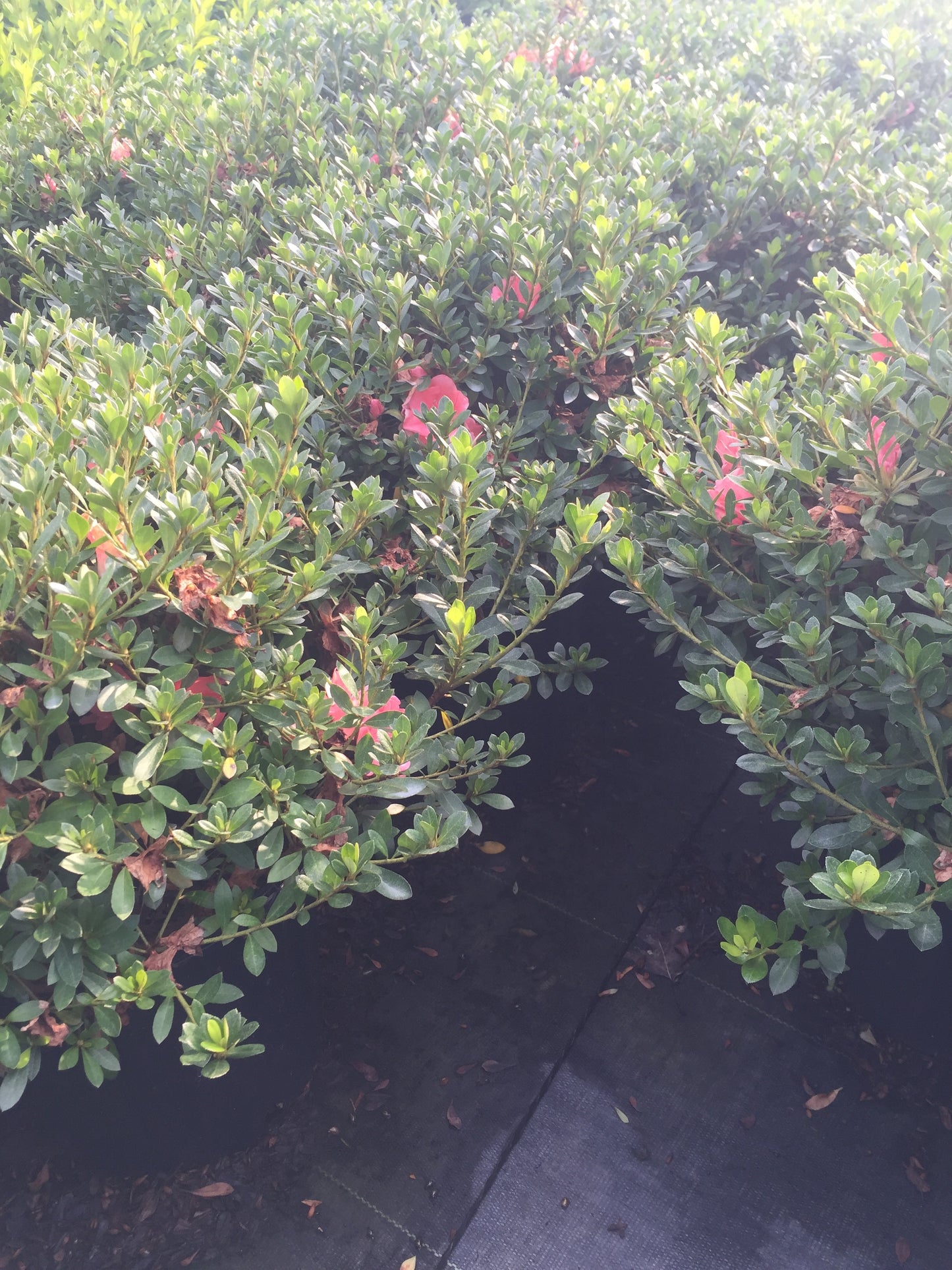 Conversation Piece Azalea