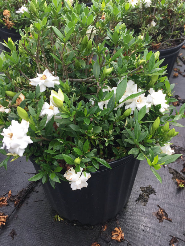 Dwarf Gardenia Radican