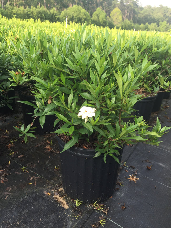 Frost Proof Gardenia