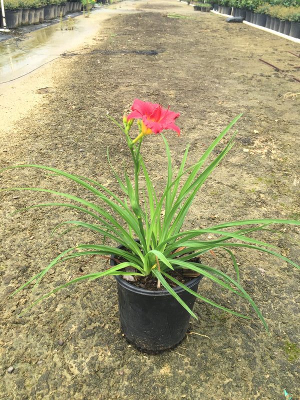 Little Business DayLily