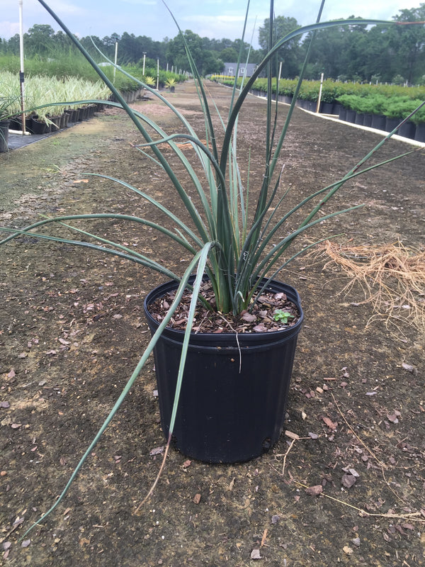 Red Yucca