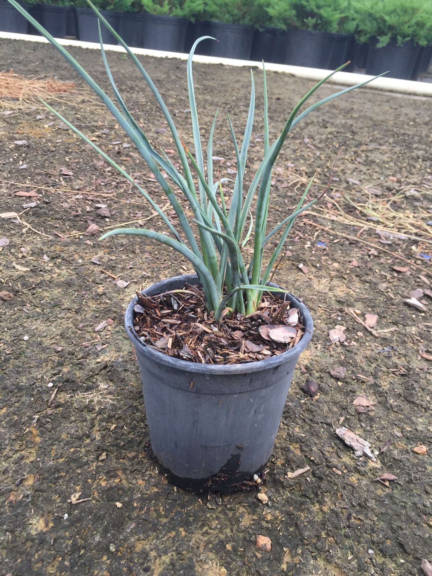 Red Yucca