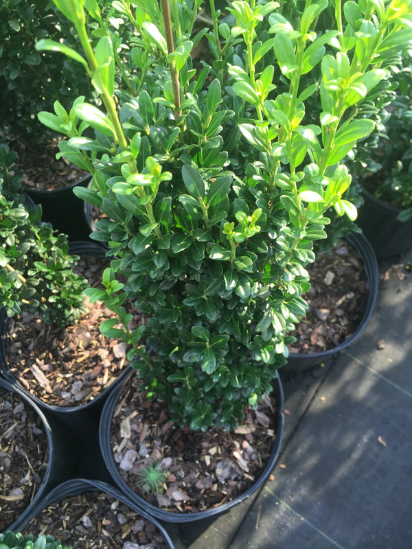 Sky Pencil Holly - Michaels Nursery