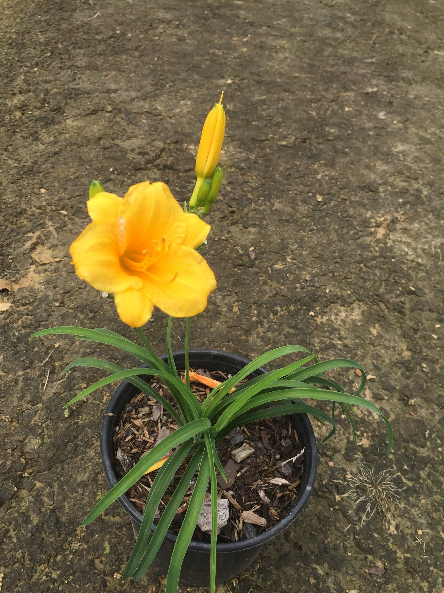 Stella De Oro Daylily