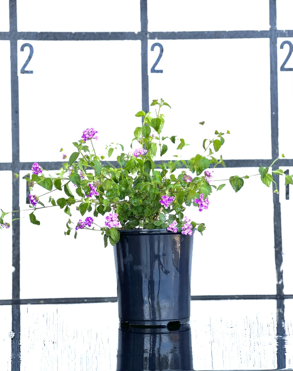 Purple Trailing Lantana