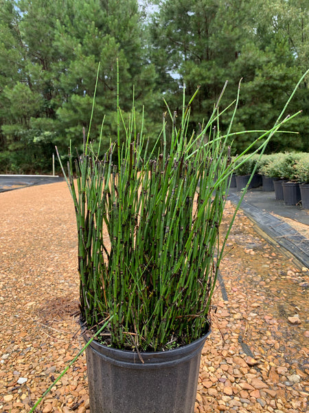 Horse Tail Reed – michaelsnursery