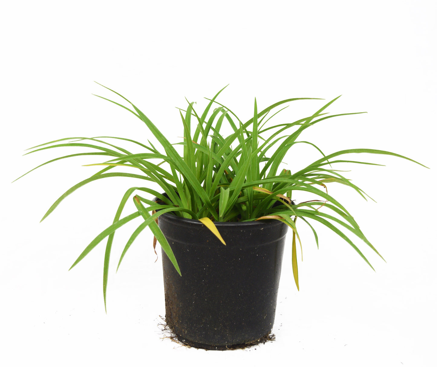 Little Business DayLily