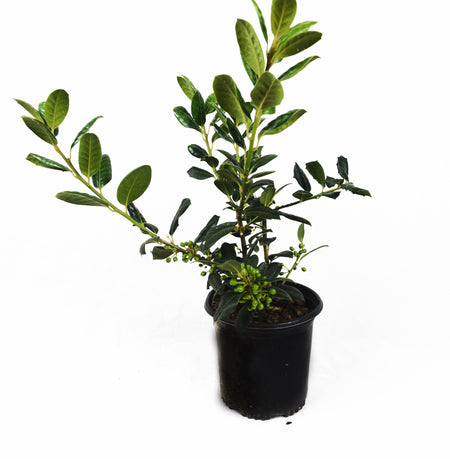 Sweet Olive Plant