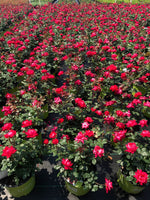 Red Double Knock Out Rose™