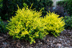 Sunshine Ligustrum™