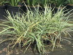 Aztec Grass