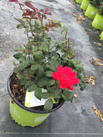 Red Double Knock Out Rose™