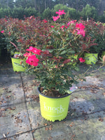 Red Double Knock Out Rose™
