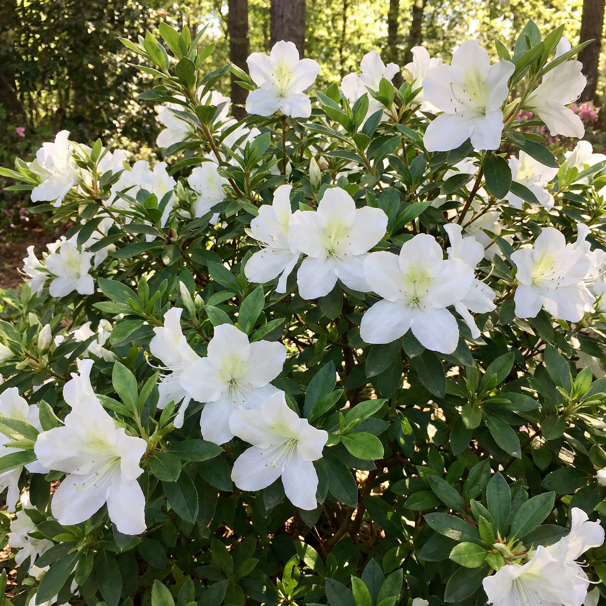 Encore Azalea Autumn Moonlight®