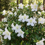 Encore Azalea Autumn Moonlight®