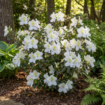 Encore Azalea Autumn Moonstruck™