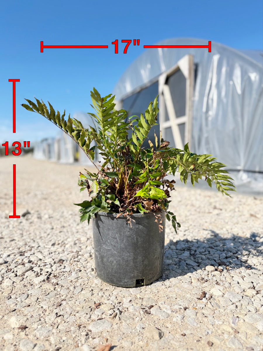 Holly Fern – michaelsnursery