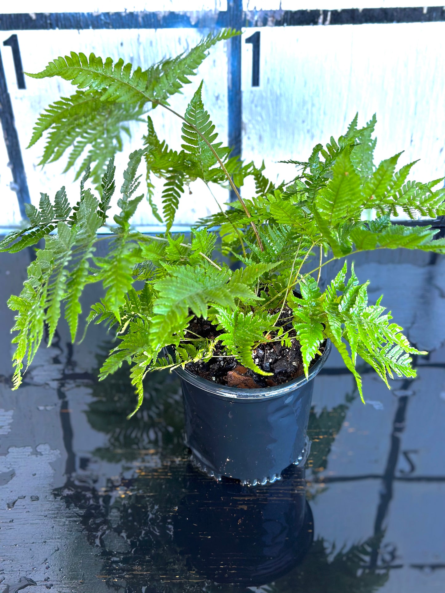 Wood Fern