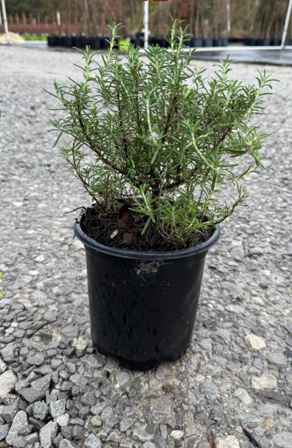 Tuscan Blue Rosemary (Upright)