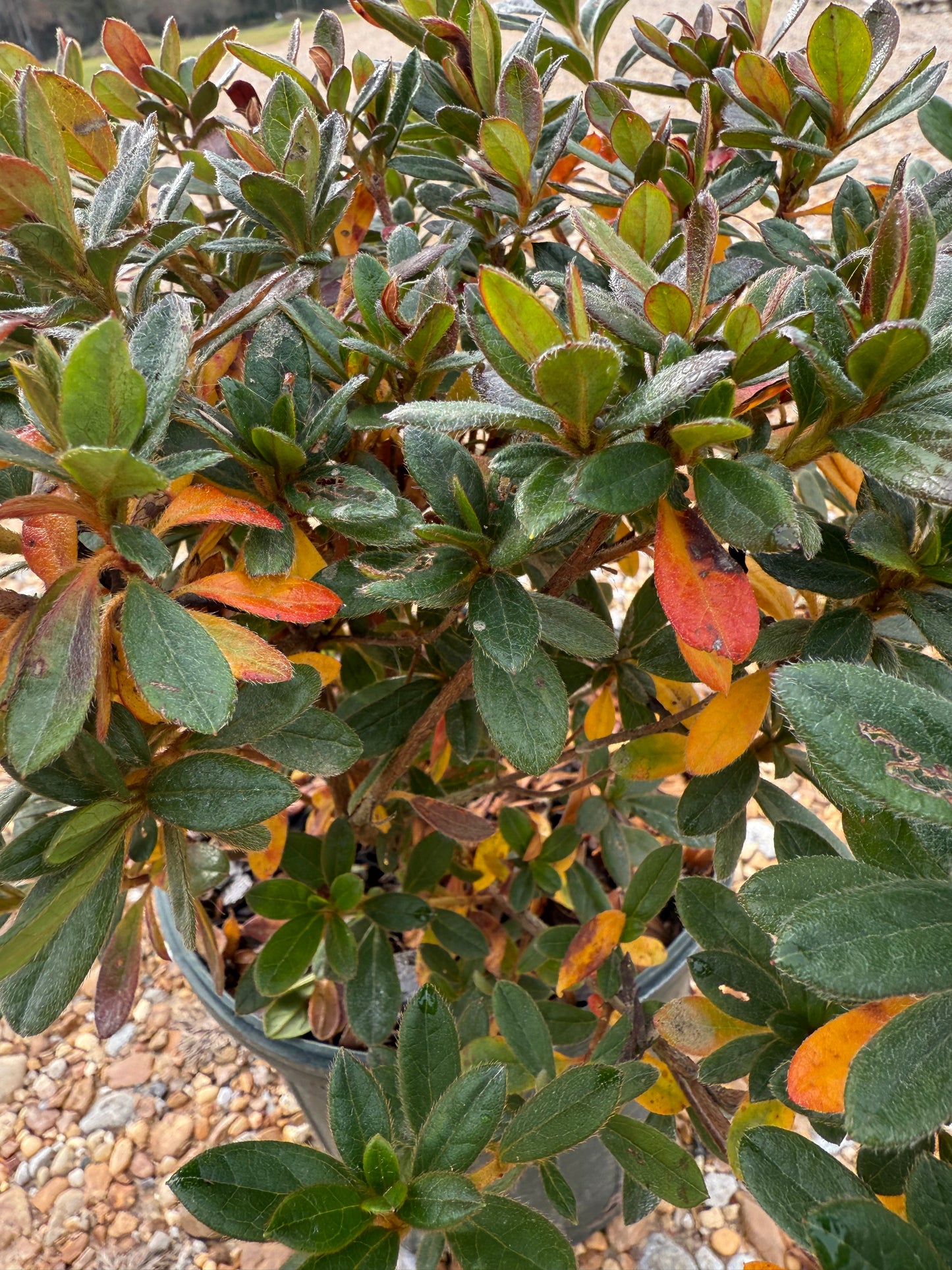 Autumn Chiffon Azalea