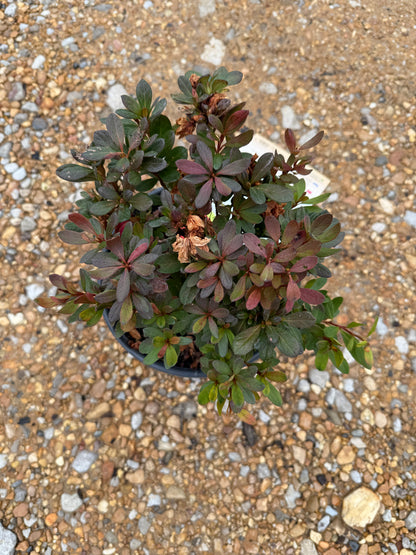 Autumn Bonfire Azalea™