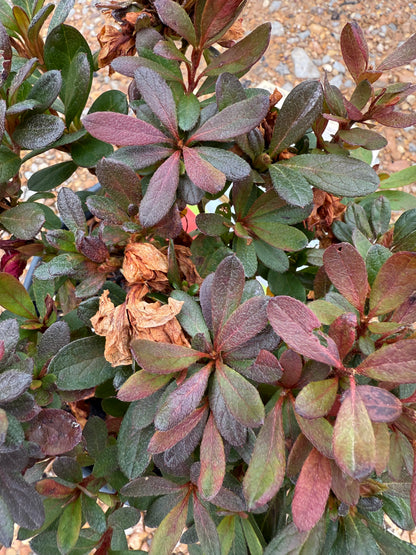 Autumn Bonfire Azalea™